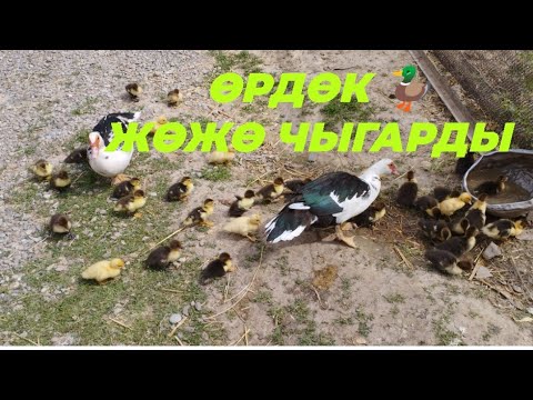 Видео: өрдөк жөжө чыгарды