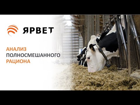 Видео: Анализ кормового стола. Как управлять кормлением коров?
