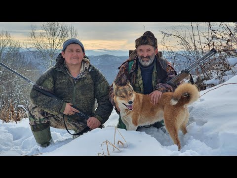 Видео: Промысел СОБОЛЯ на АЛТАЕ - будни промыслового охотника/Медведь громит избы, рассказ очевидца #1