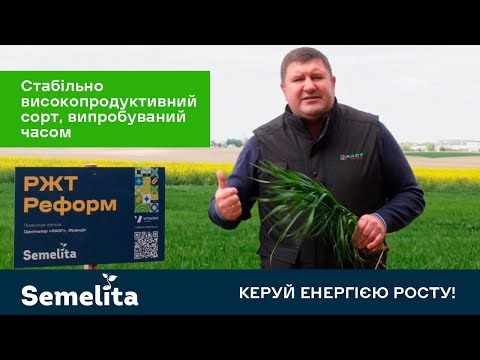 Видео: Озима пшениця Semelita РЖТ Реформ