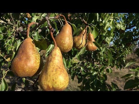Видео: Епизод 79. Беритба на есенните сортове овошки.
