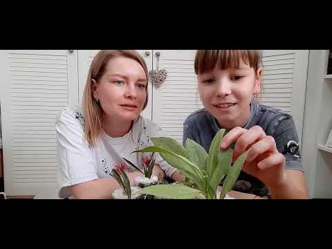 Видео: /Распаковка посылки с хоями/Новинки мая/🌱🌺