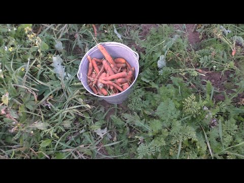 Видео: НА УЧАСТКЕ 2 СЕЗОН # 102 ВИДЕО ОТ АЛЕКСАНДРА ИГРОФФ