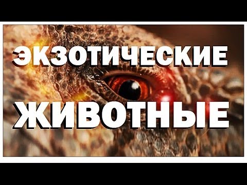 Видео: Галилео. Экзотические животные