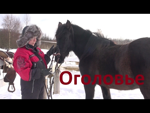 Видео: Вестерновое оголовье. Знакомство лошади с уздечкой.