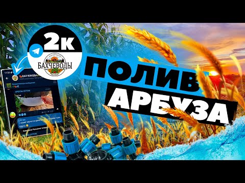 Видео: Полив арбуза 💦🍉💥 25 07 22