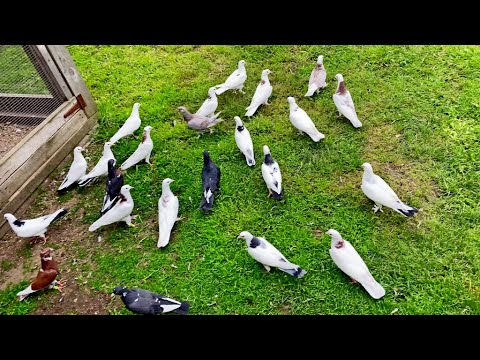 Видео: Гоняем! Кайфуем! Вот они Истинные Бакинские голуби в небе 👍🔥 Молодежь 2025