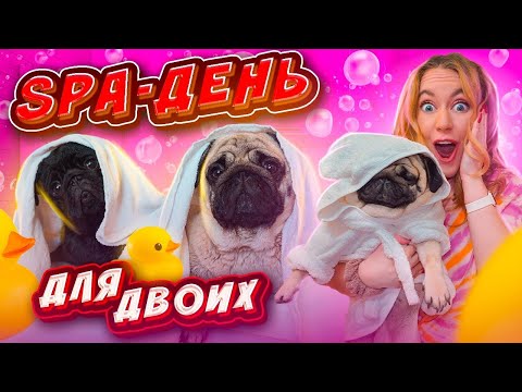 Видео: УСТРОИЛИ СПА-ДЕНЬ ДЛЯ МОПСИКОВ ❤️ Купаем, Стрижем Ногти ✨