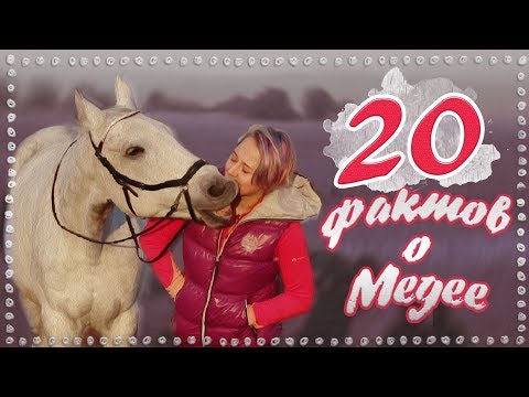 Видео: 20 фактов о моей лошади