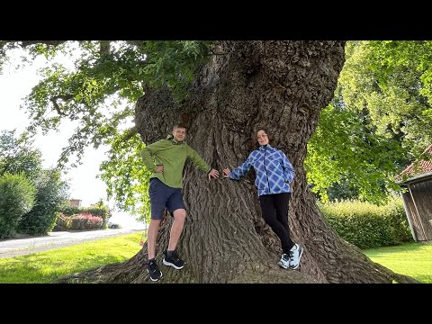 Видео: Тайна 1000-летнего дуба. Немецкое кладбище. Поздние переселенцы