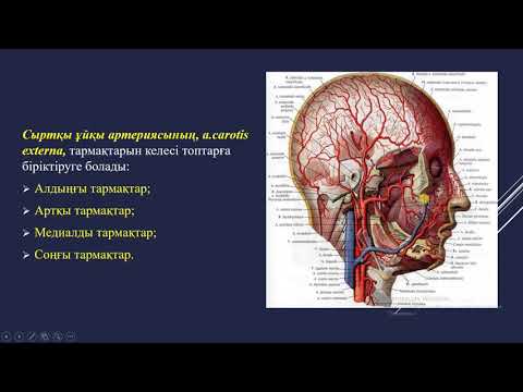 Видео: Аорта. Ұйқы артериясы
