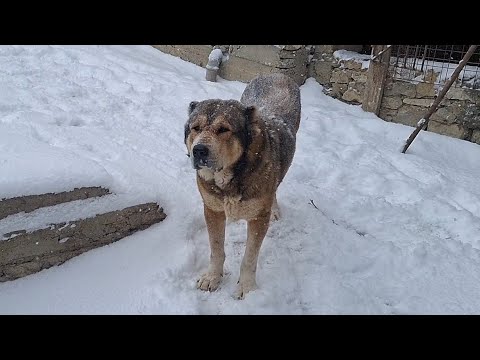 Видео: МОИ СОБАКИ