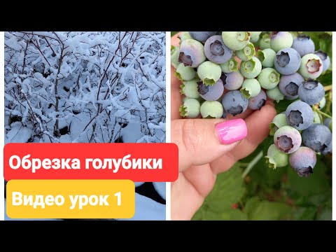Видео: Обрезка голубики Река. Видеоурок 1.