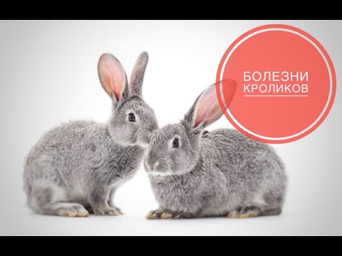 Видео: Болезни кроликов
