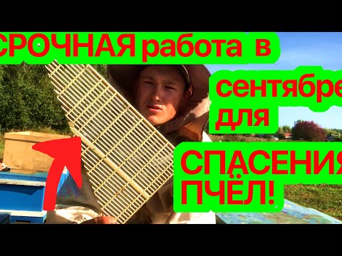 Видео: ‼️Изоляция маток для СПАСЕНИЯ ПЧЁЛ в сентябре!!! Чувашия.