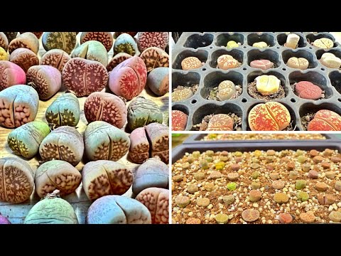 Видео: Как получить новые корни литопса