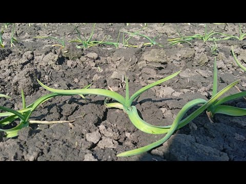 Видео: Стан часнику 28 січня. Огляд полів з часником. Зима а часник росте.