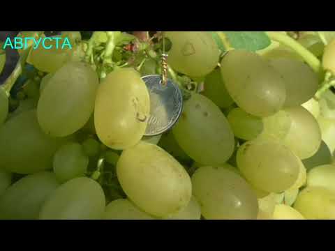 Видео: ВИНОГРАДНИК КАРПОВА И.А. и РУБЕЛЬ Н.Г. ЧАСТЬ 2     2018год