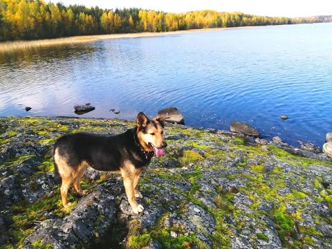 Видео: #Карелия. Озеро Кончезеро, очень красивое место. Река Шуя.