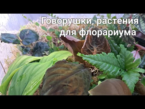 Видео: Новые растения для флорариума.