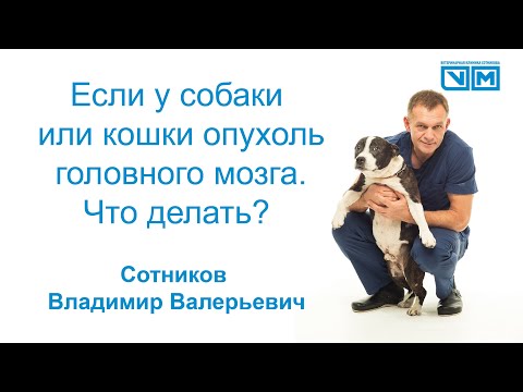 Видео: Если у собаки или кошки опухоль головного мозга что делать?