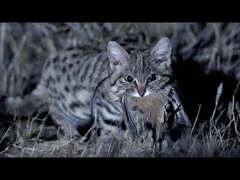 Видео: МУРАВЬИНЫЙ ТИГР - маленький, но смертоносный ночной охотник! Это южноафриканская пятнистая кошка