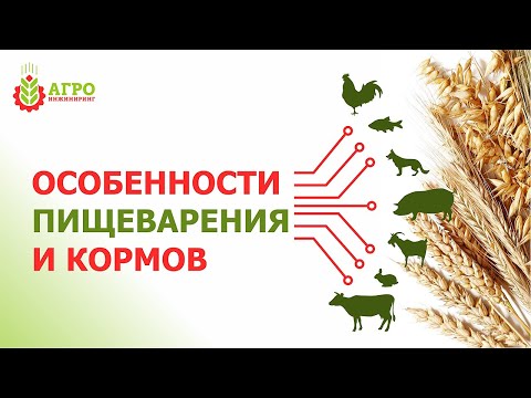Видео: Работа пищеварительной системы у животных, птиц и рыб. Виды систем пищеварения.