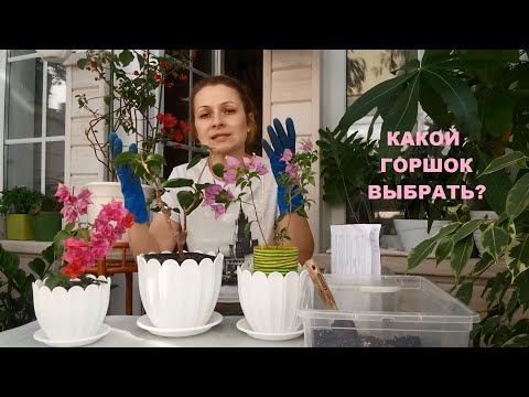 Видео: ПЕРЕСАДКА БУГЕНВИЛИИ/ КАКОЙ ГОРШОК ВЫБРАТЬ?