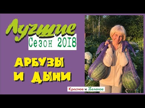 Видео: Арбузы и дыни. Теплица и открытый грунт. Проверено Сибирью!