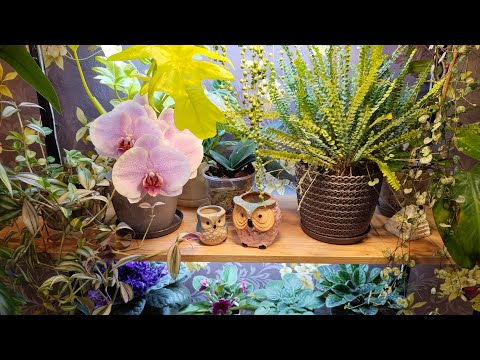 Видео: Обзор Комнатных Растений🌹🪴🌺08.10.2025
