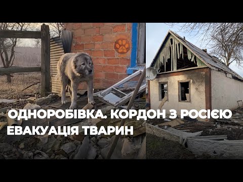 Видео: ОДНОРОБІВКА | КОРДОН З РОСІЄЮ | Евакуація тварин. Частина 1