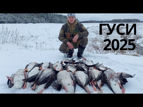 Видео: Охота на гуся с духовыми манками в Беларуси.