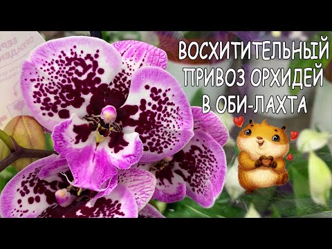 Видео: ОРХИДЕИ, которые пленяют сердца! Давно не было таких привозов. Биглипы, ПиратПикоти, бабочка Mambo.