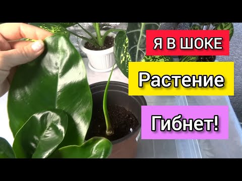 Видео: ФИЛОДЕНДРОН РЕАНИМАЦИЯ. Комнатные цветы.