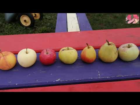 Видео: Летние сорта яблонь и груш для Сибири. Сравнительный обзор. Ягодный сад.