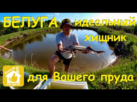 Видео: 🐟 Белуга 🐟  идеальный хищник для Вашего водоема