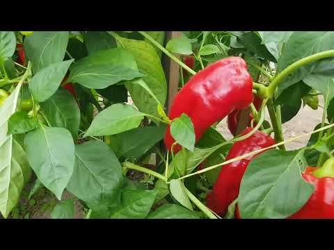 Видео: Перец Годзилла и Рог. сезон 2025