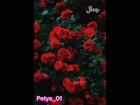 Видео: 🖤🥀Цыганская песня, а я живу,и я пою🖤🥀