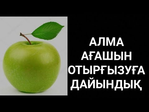 Видео: Алма ағашын өсіру технологиясы Алма ағашын қалай өсіреді?Алма ағашын отырғызу.1кв метр бос қалмасын✊