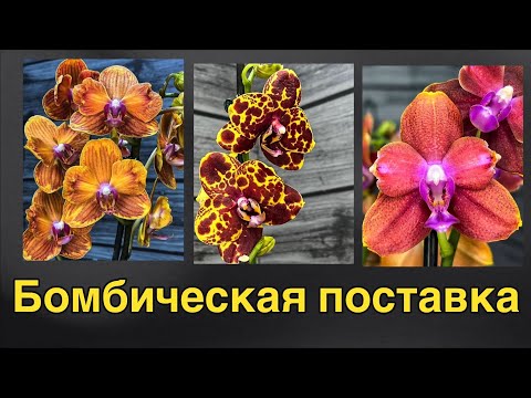 Видео: Прямой эфир из Красногорска: орхидеи из Голландии!❤️‍🔥🔥