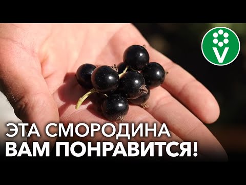 Видео: ЯГОДЫ СМОРОДИНЫ РАЗМЕРОМ С ВИШНЮ! 3 сорта смородины, которые понравятся всем