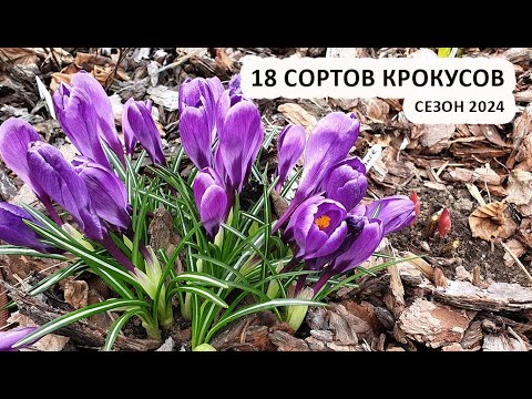 Видео: Крокусы - обзор 18 сортов крокусов, сезон 2024