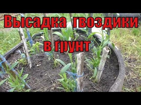 Видео: высадка гвоздики  в грунт.