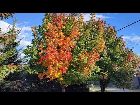 Видео: События октября🍁🔮