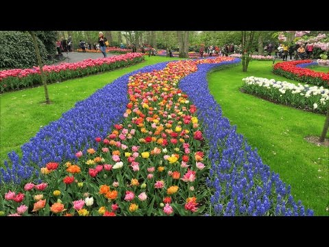 Видео: Кёкенхоф Голландия 2017 / Keukenhof Holland