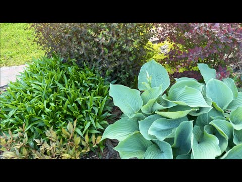 Видео: КЛЕН ДРУММОНДИ / КАЛИНА БУЛЬДЕНЕЖ / ХОСТА БИГ ДЕДДИ / СНЫТЬ ПЕСТРОЛИСТНАЯ и др. растения.