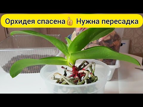 Видео: ОРХИДЕЯ ГНИЕТ ☝ ПЕРЕСАДИТЬ орхидею в кору // Удачная РЕАНИМАЦИЯ орхидеи с желтыми листьями