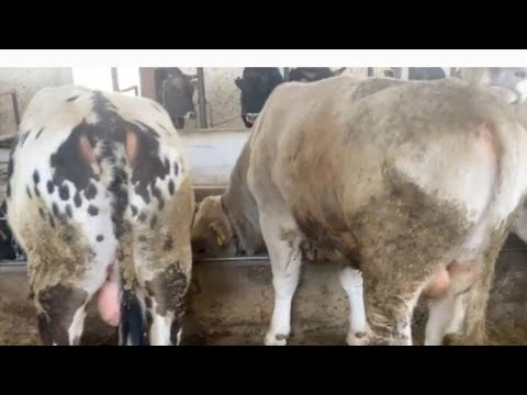 Видео: Откорм бычков 2025г доход от откорма бычков. Как выгодно сдать на мясо!