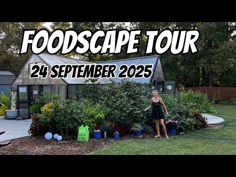 Видео: Фудскейп-тур: до и после