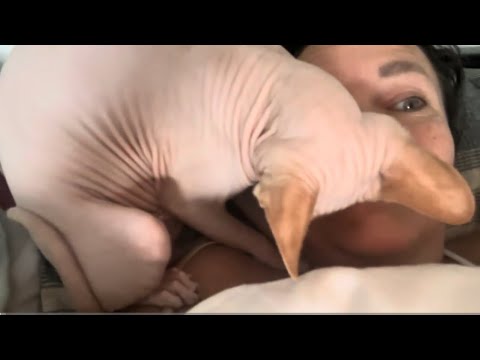 Видео: 🌥️День начинается с Моти🐈  Riesen Dank🥰Огромное спасибо@ElenaZybenkova  😍❤️моя любимка